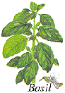 
Herb: Basil.
